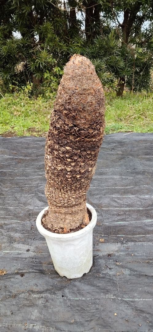 ドスコイ級のソテツ。10号プラ鉢 高さ1m07cm程(鉢底から)　数ケの子株付き