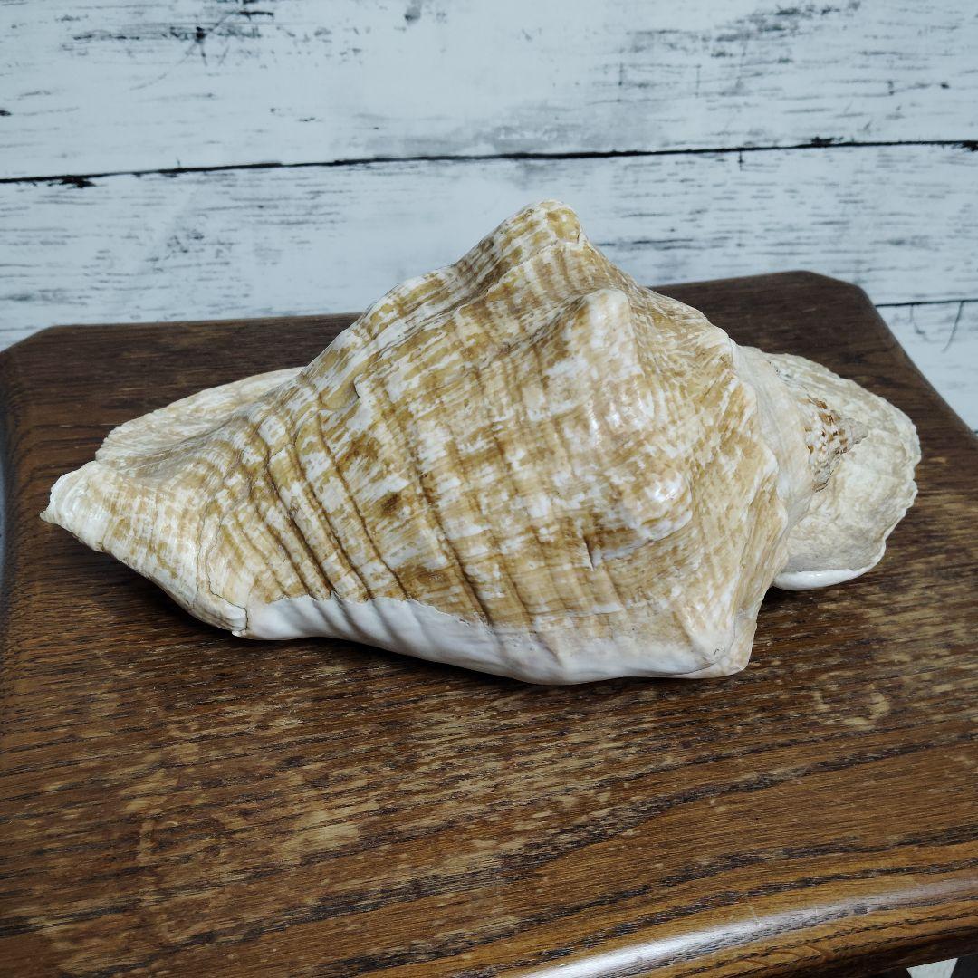 【希少・大型29cm】ブラジル産 ホラガイ 貝殻 天然石 インテリア 標本