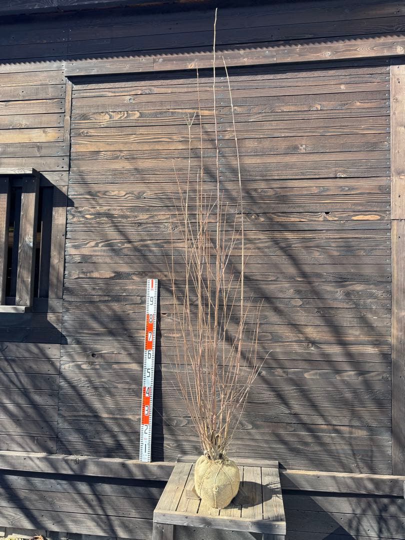 カツラ（桂）本株立ち【現品発送】管理 80049