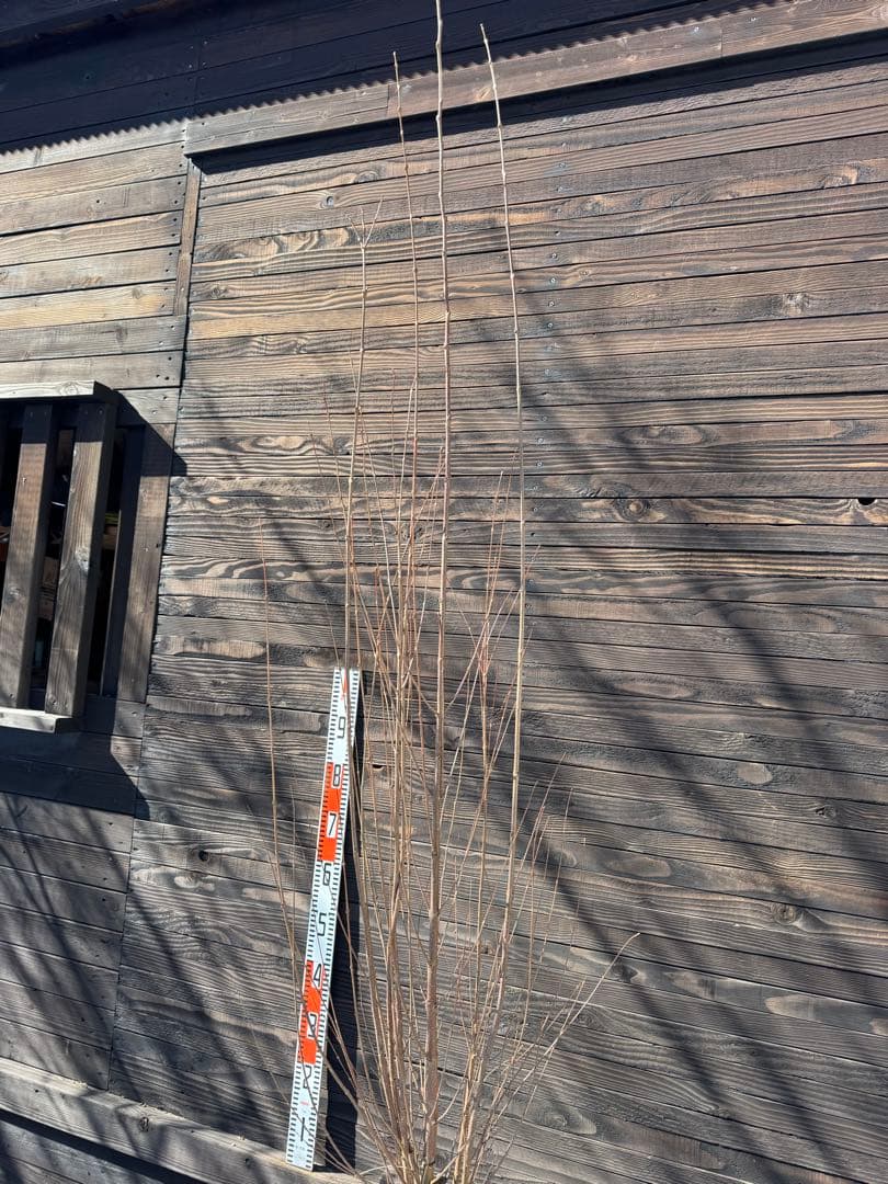 カツラ（桂）本株立ち【現品発送】管理 80049