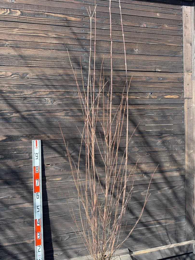 カツラ（桂）本株立ち【現品発送】管理 80049