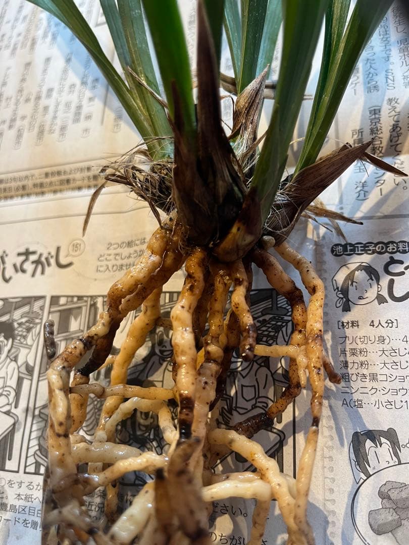 日向寒蘭銘品『日向王』成木　寒蘭　春蘭　東洋蘭