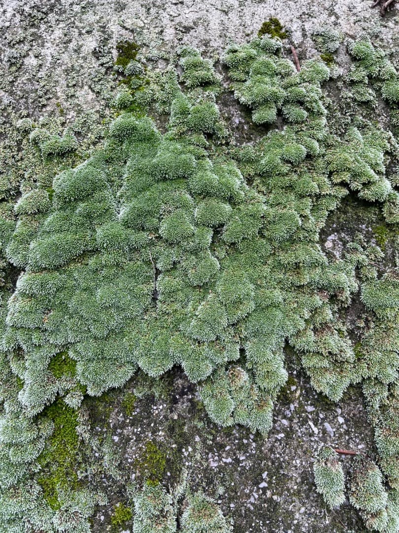 ギンゴケ　銀苔　生育状況確認用ページ