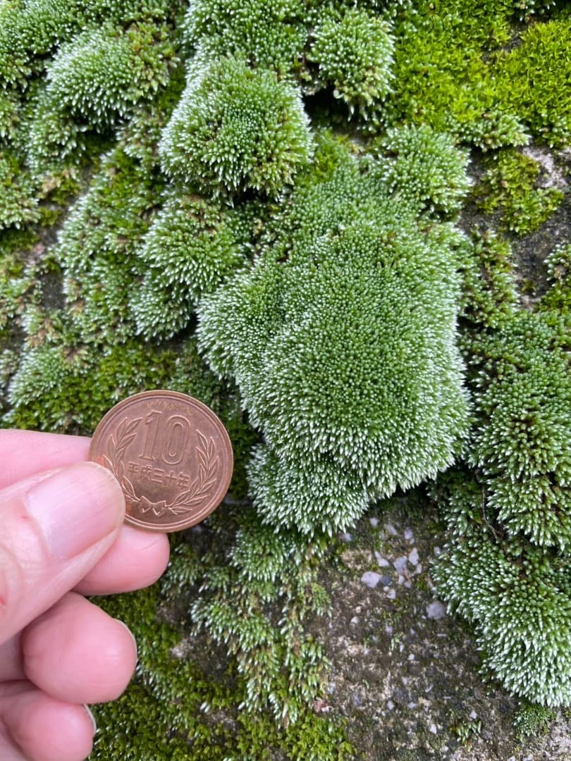 ギンゴケ　銀苔　生育状況確認用ページ