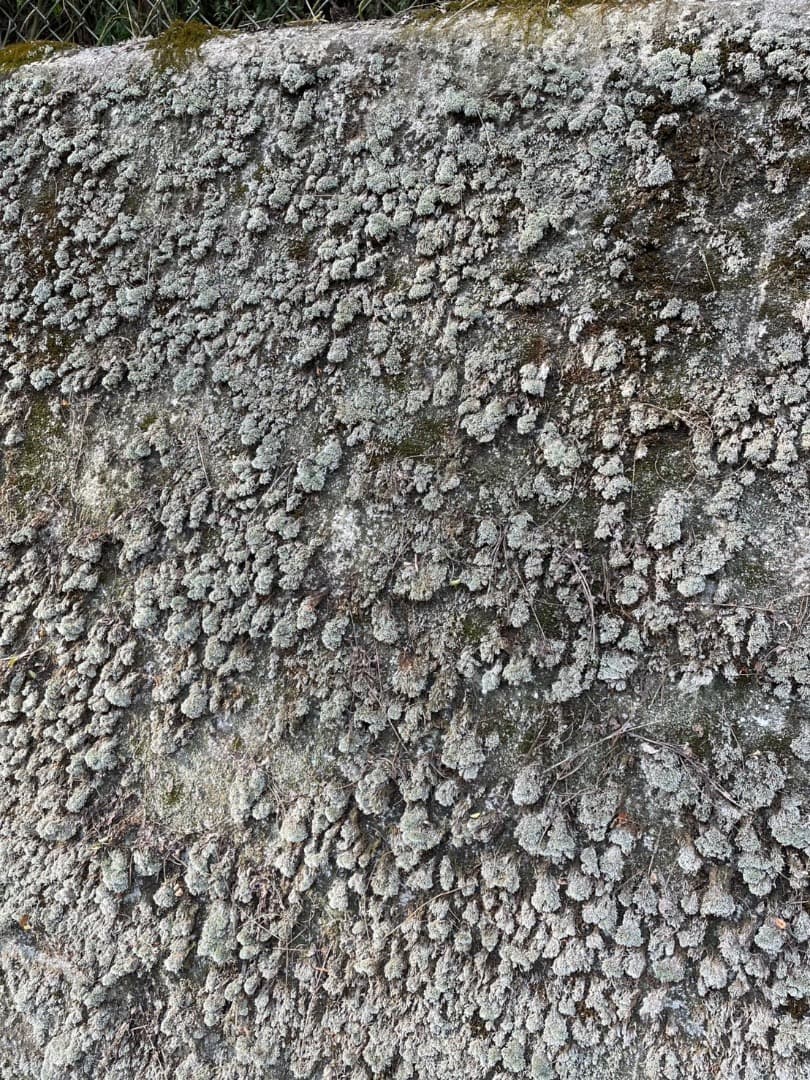 ギンゴケ　銀苔　生育状況確認用ページ