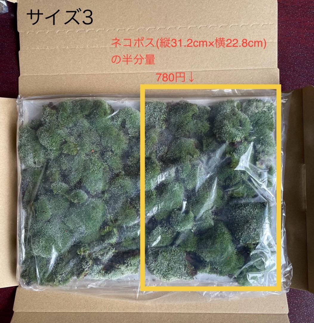 ギンゴケ　銀苔　生育状況確認用ページ