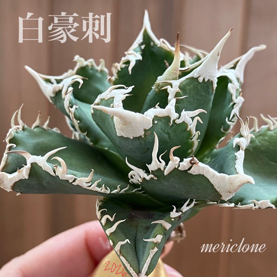 イ*オ様 【初売りオークション】63 特選　サイズ大　アガベ　白豪刺　TC