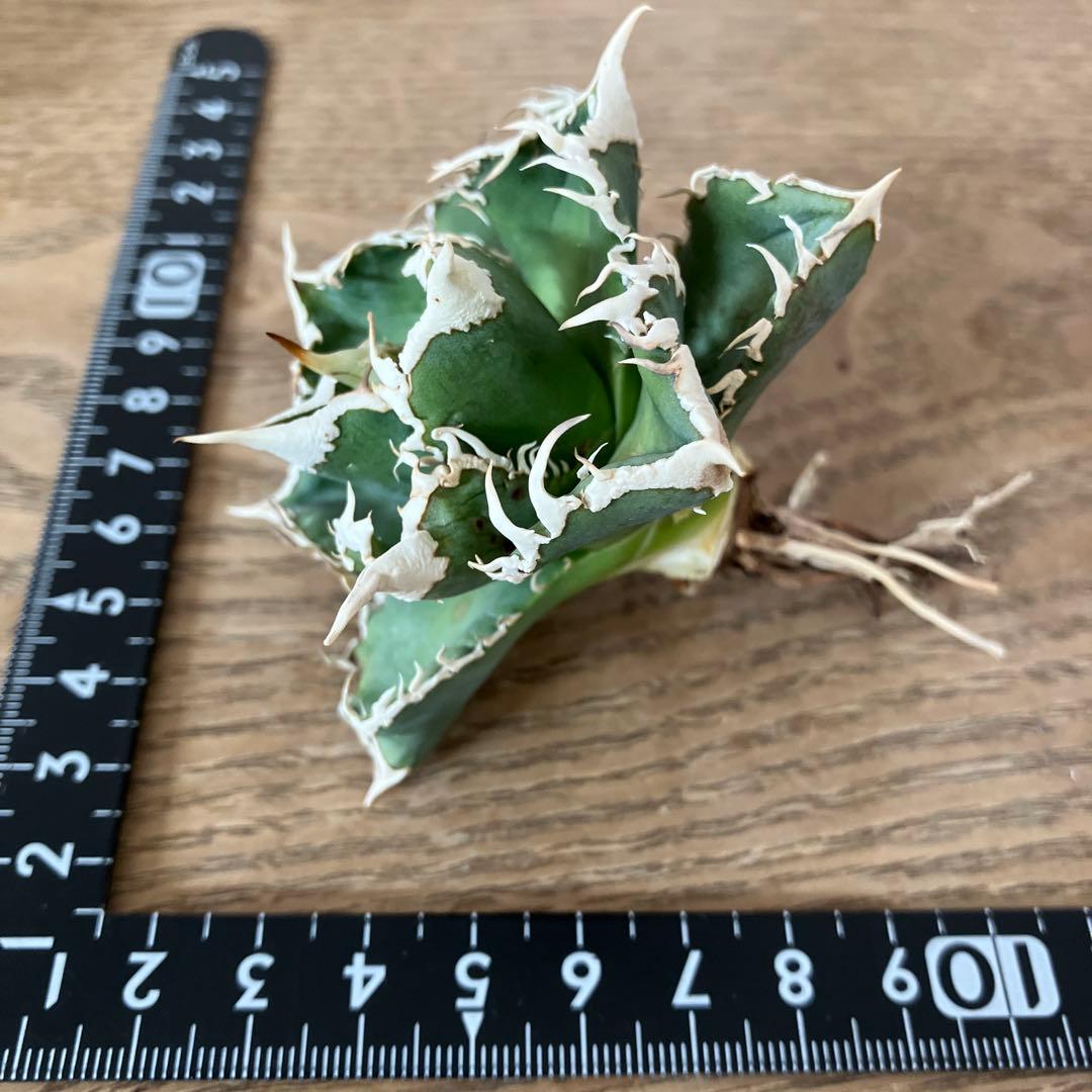 イ*オ様 【初売りオークション】63 特選　サイズ大　アガベ　白豪刺　TC