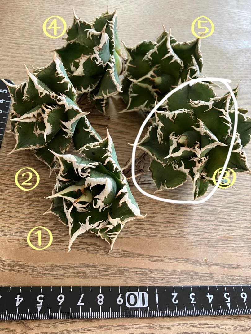 イ*オ様 【初売りオークション】63 特選　サイズ大　アガベ　白豪刺　TC