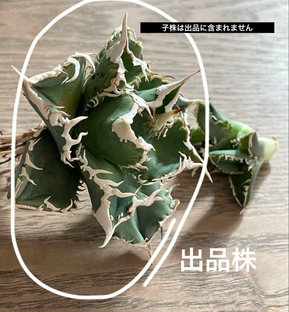 イ*オ様 【初売りオークション】63 特選　サイズ大　アガベ　白豪刺　TC