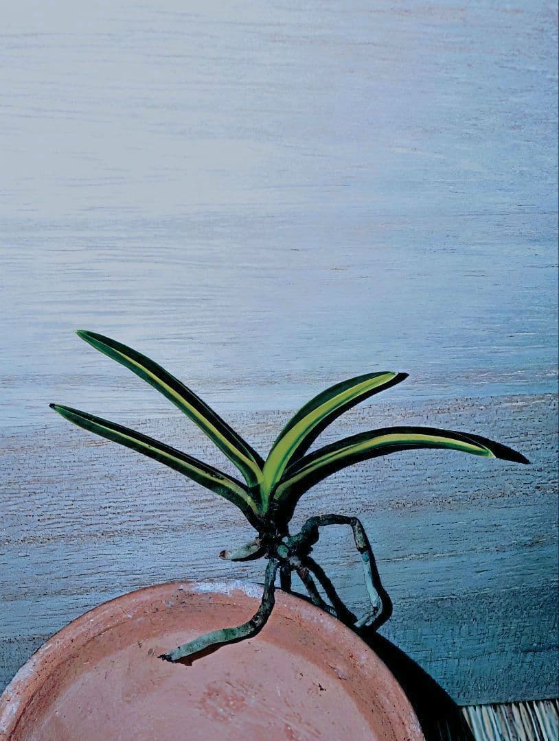 【♪金・黒祭り♪】富貴蘭　金牡丹縞（極）