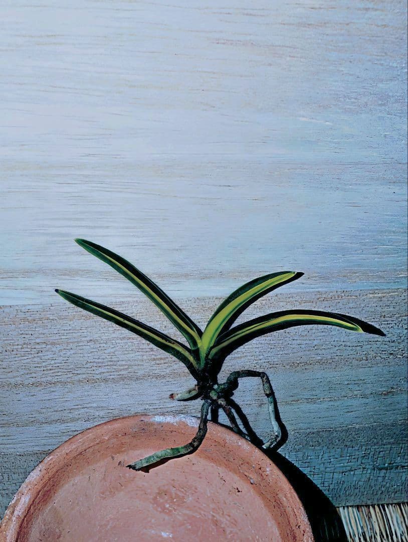 【♪金・黒祭り♪】富貴蘭　金牡丹縞（極）