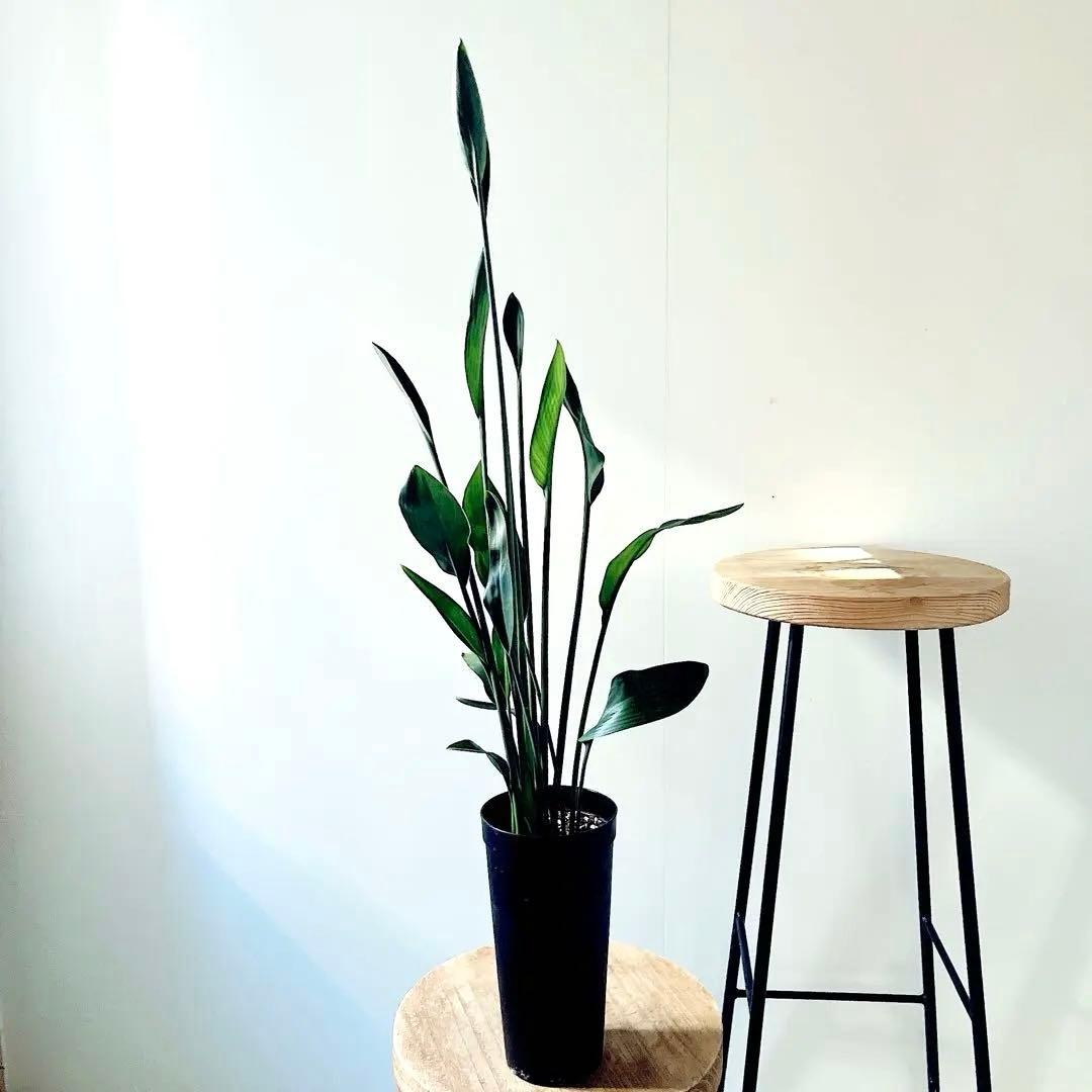 ストレリチア ノンリーフ 希少な二株植え‼️ 観葉植物