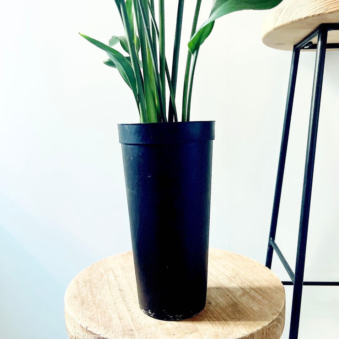 ストレリチア ノンリーフ 希少な二株植え‼️ 観葉植物