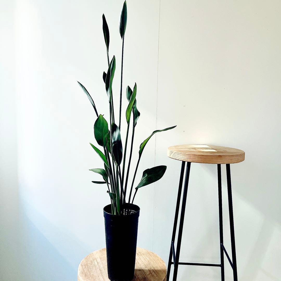 ストレリチア ノンリーフ 希少な二株植え‼️ 観葉植物