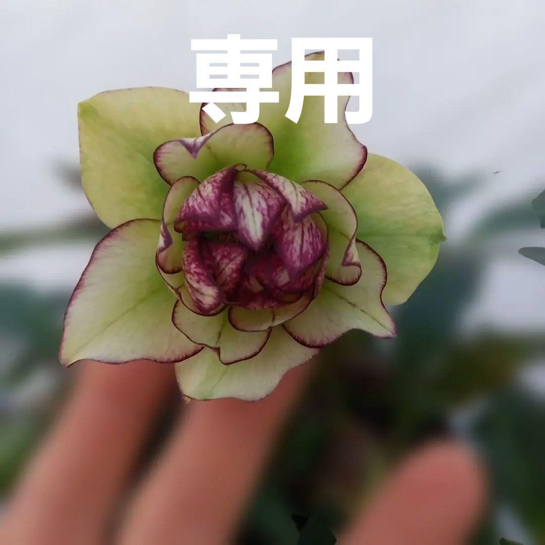 専用、変わり咲き、フリンジピコティ♪クリスマスローズ、大苗、開花株