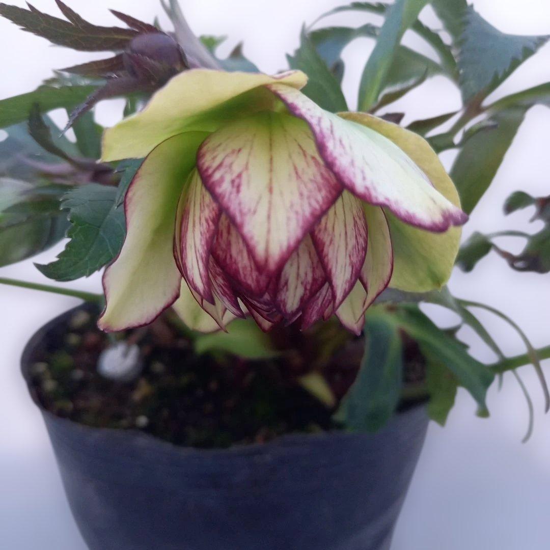 専用、変わり咲き、フリンジピコティ♪クリスマスローズ、大苗、開花株