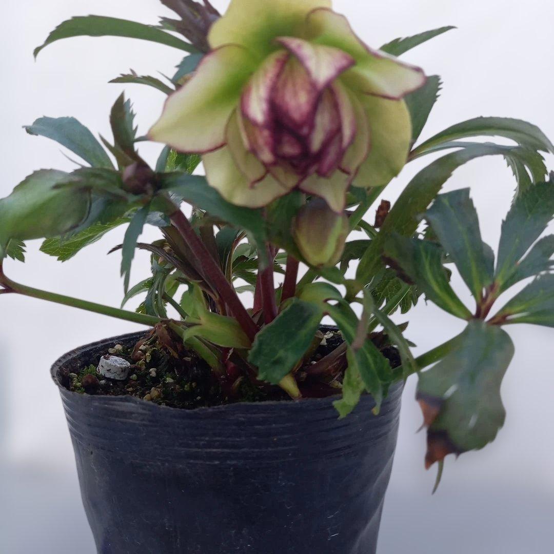 専用、変わり咲き、フリンジピコティ♪クリスマスローズ、大苗、開花株