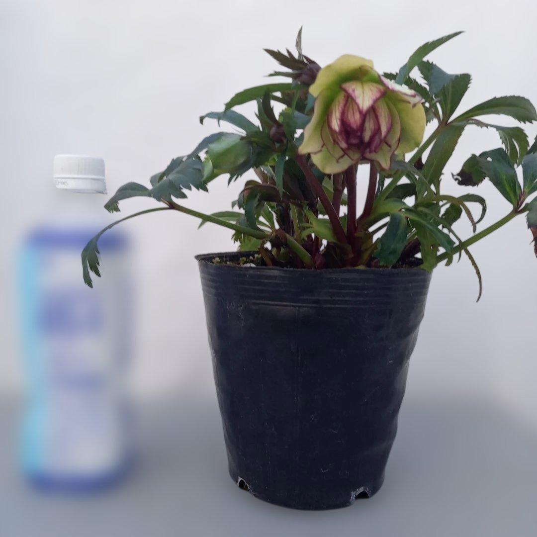 専用、変わり咲き、フリンジピコティ♪クリスマスローズ、大苗、開花株