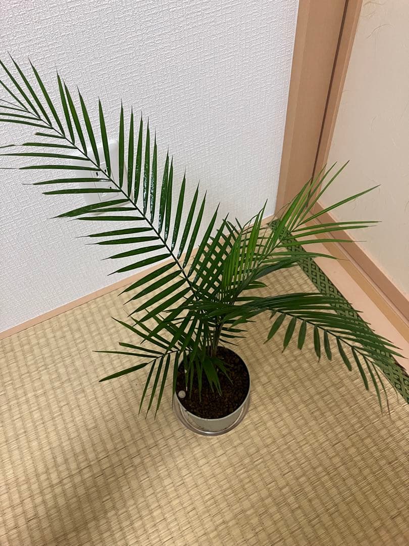 jqrfbvさん専用ヒメココスヤシ