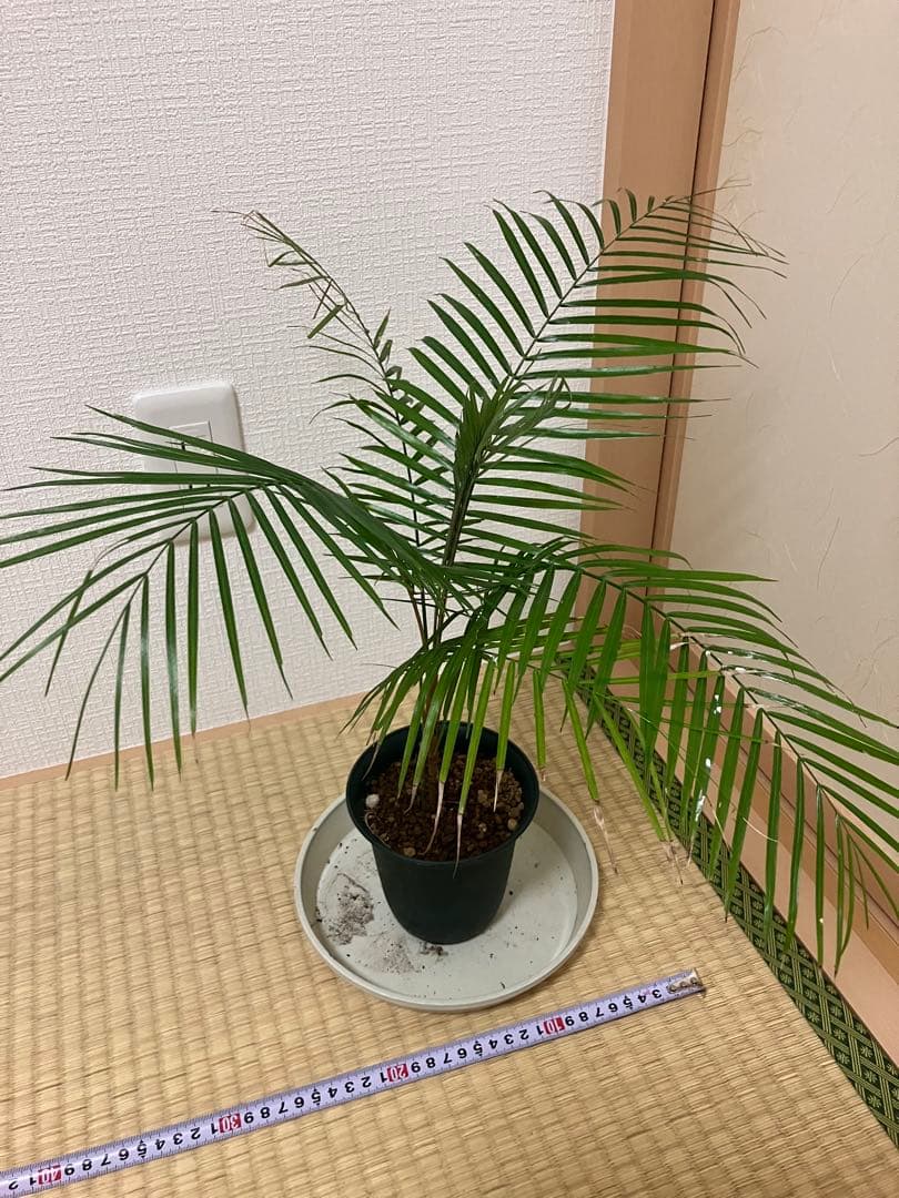 jqrfbvさん専用ヒメココスヤシ