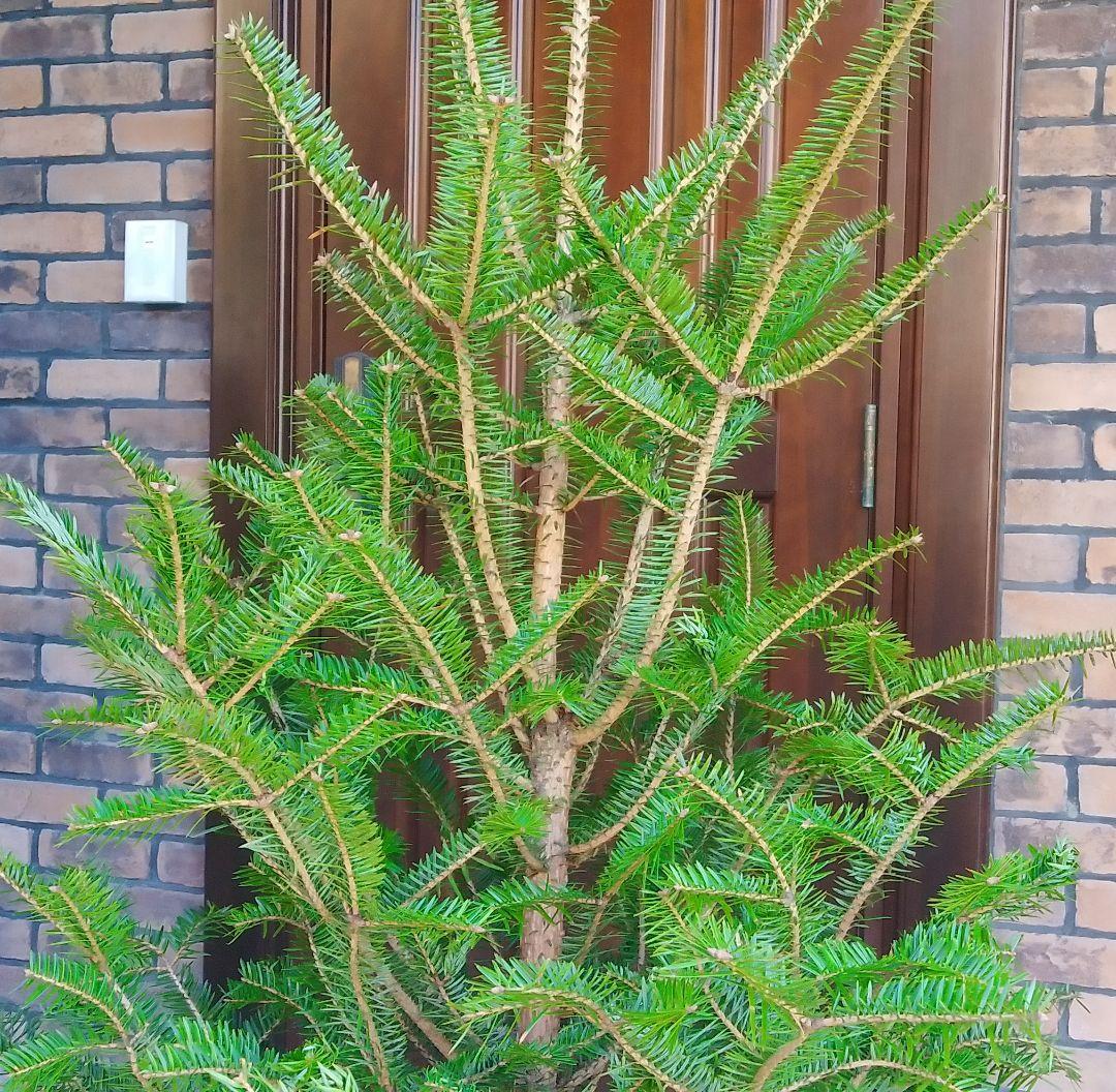 モミの木 苗木 大型 155cm❗12号❗綺麗な樹形 クリスマスツリー 鉢植済