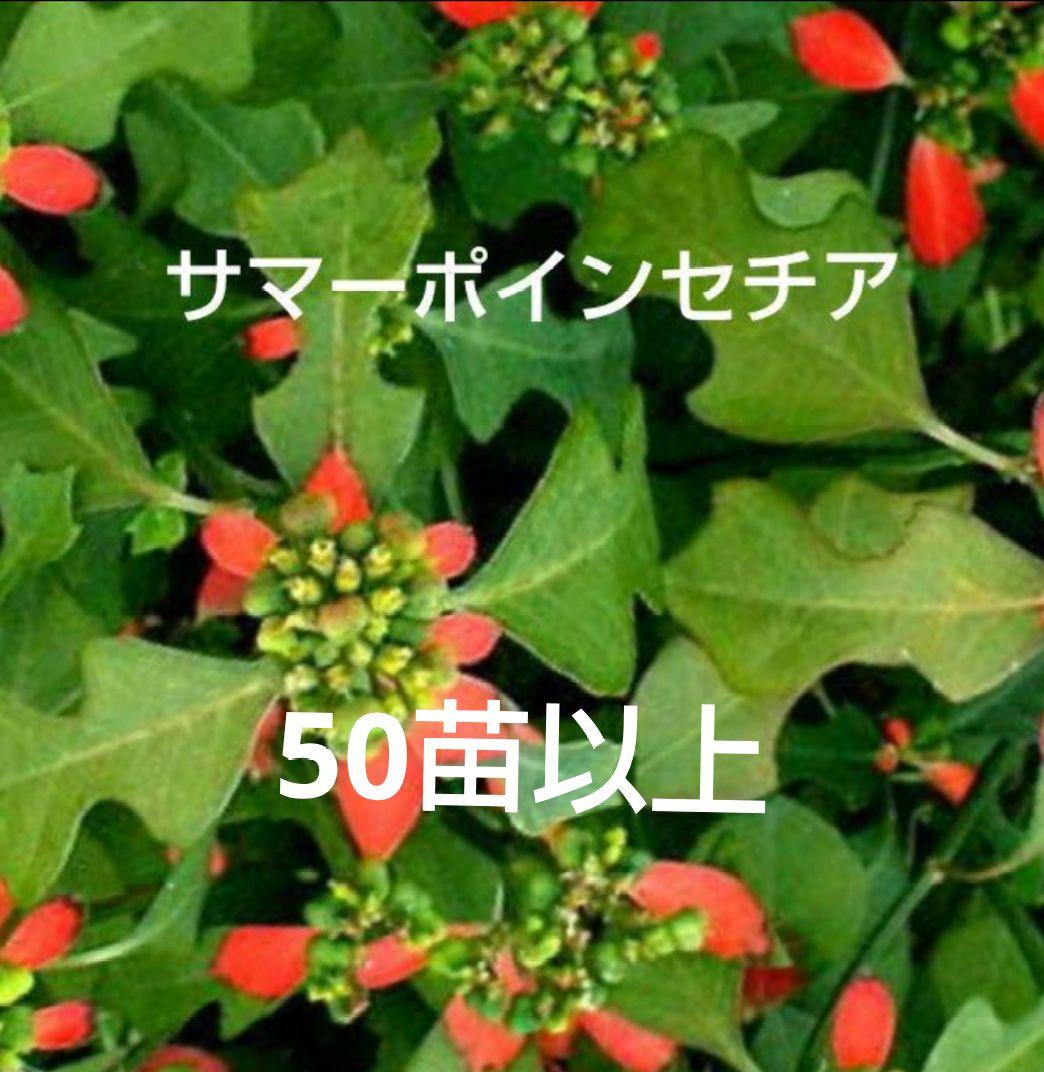 サマーポインセチア(ФωФ)ネコポス 抜き苗 50苗以上