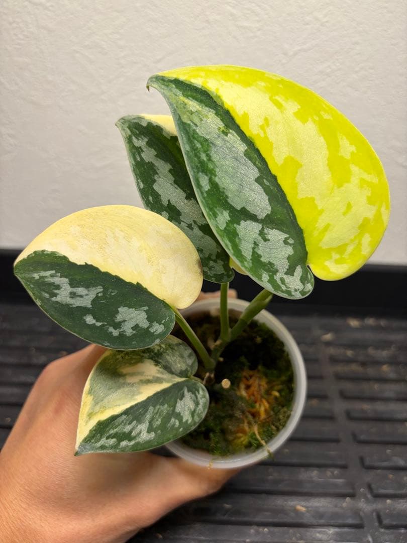 その他観葉植物 scindapsus bakudapati