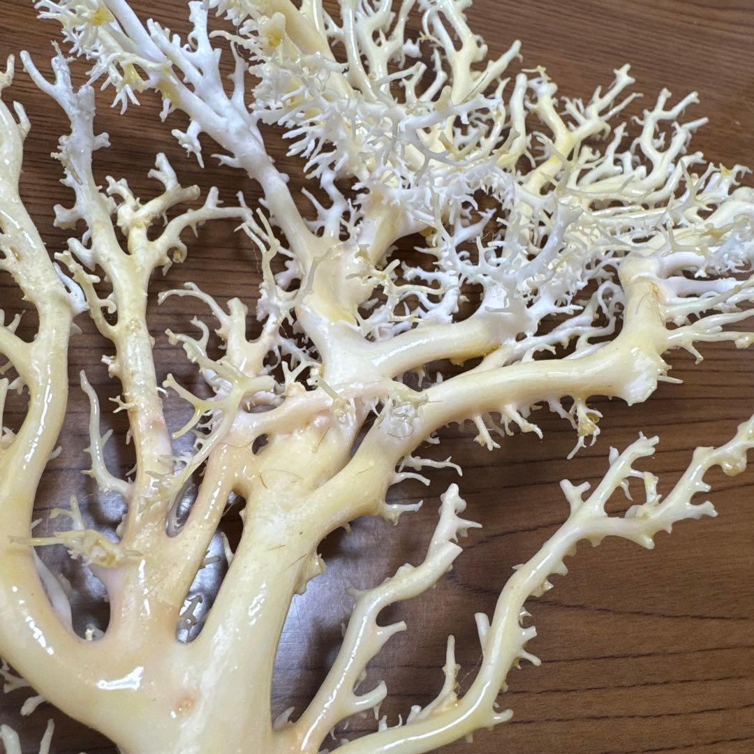 サンゴ　白　桃色　枝珊瑚