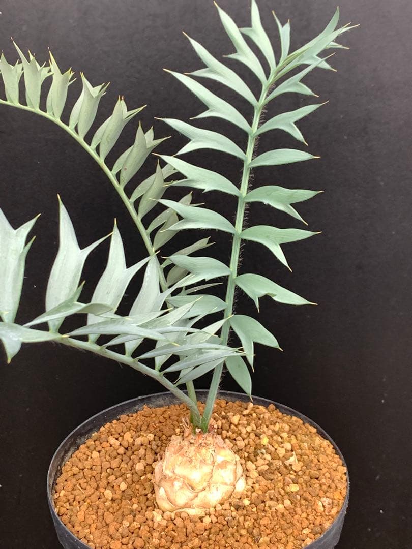 【発色良好】エンセファラルトス・ホリダス｜シャープ葉・優良個体No3-24