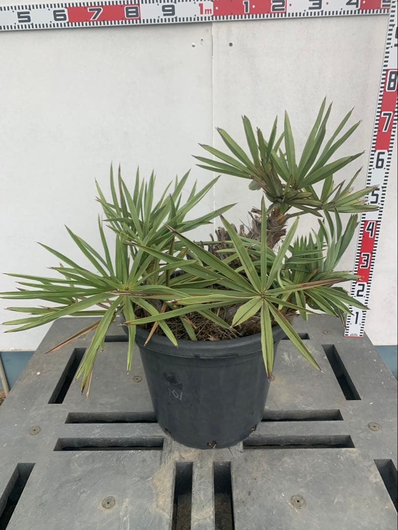 トリスリナックス　みのり（やまのうち）ページ