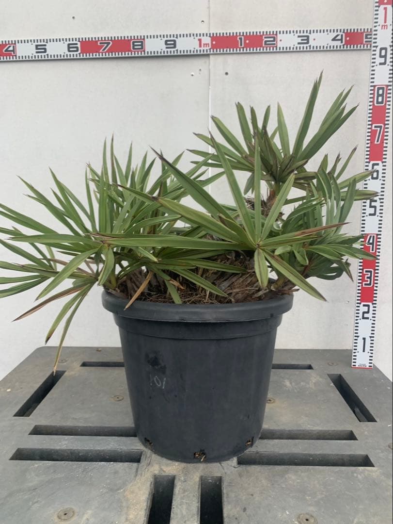 トリスリナックス　みのり（やまのうち）ページ