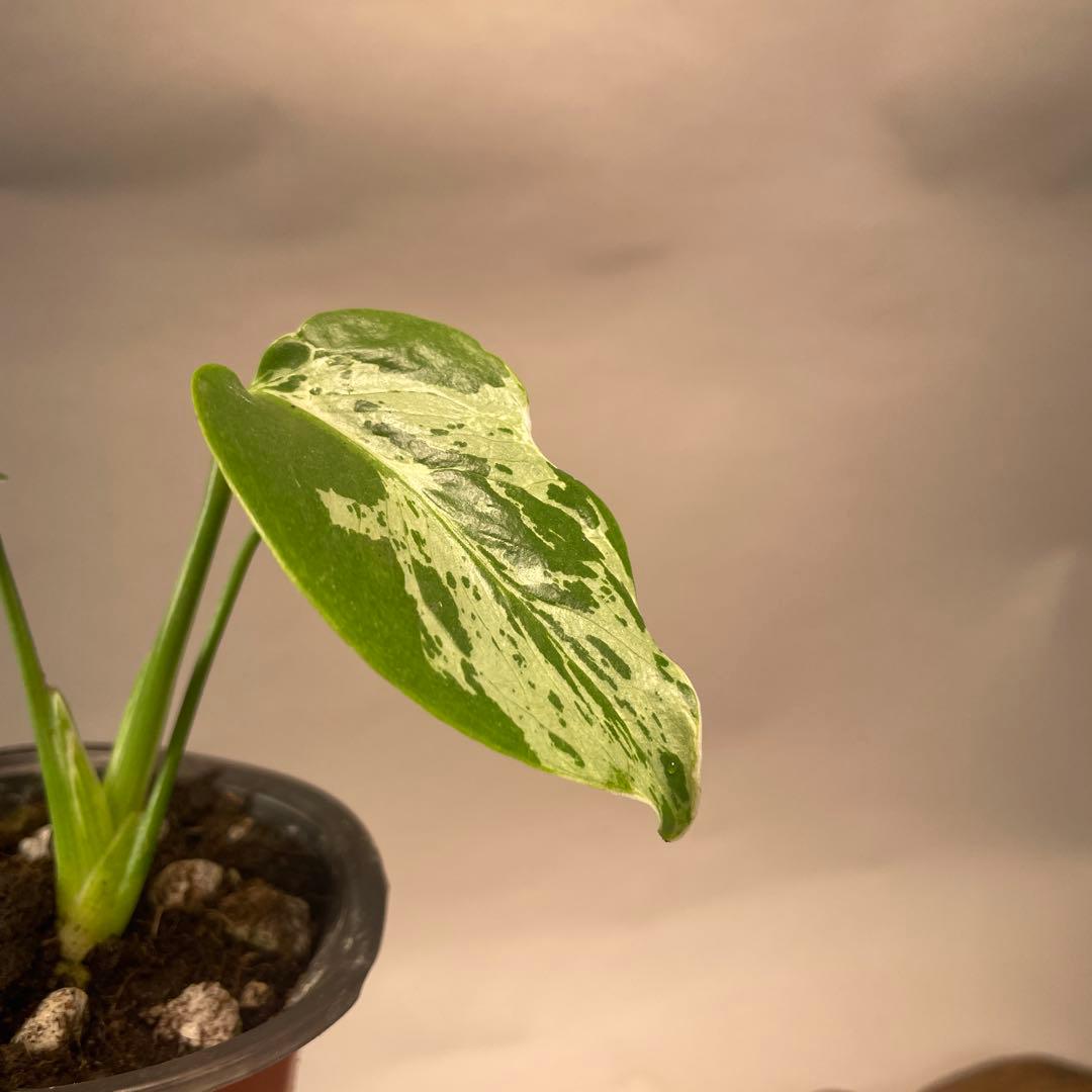 六*ん様 a31品種保証！斑入り保証！Bulbasaurモンステラ バルバソー