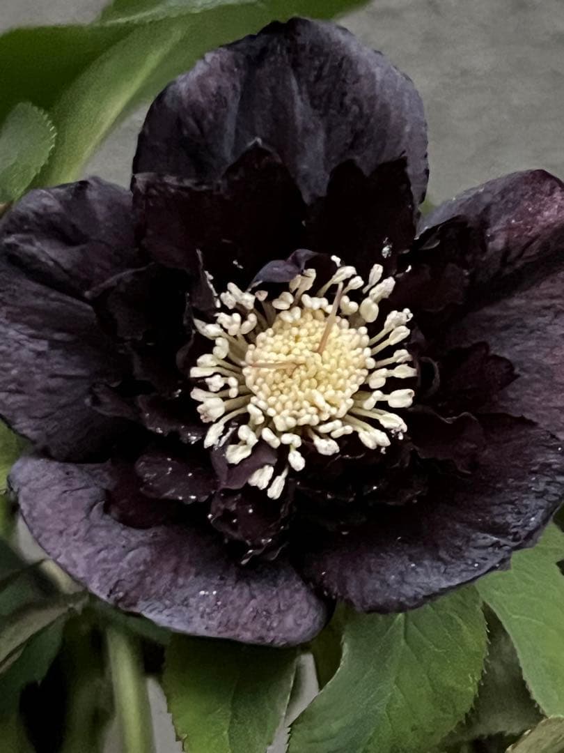 クリスマスローズ　漆黒　レア