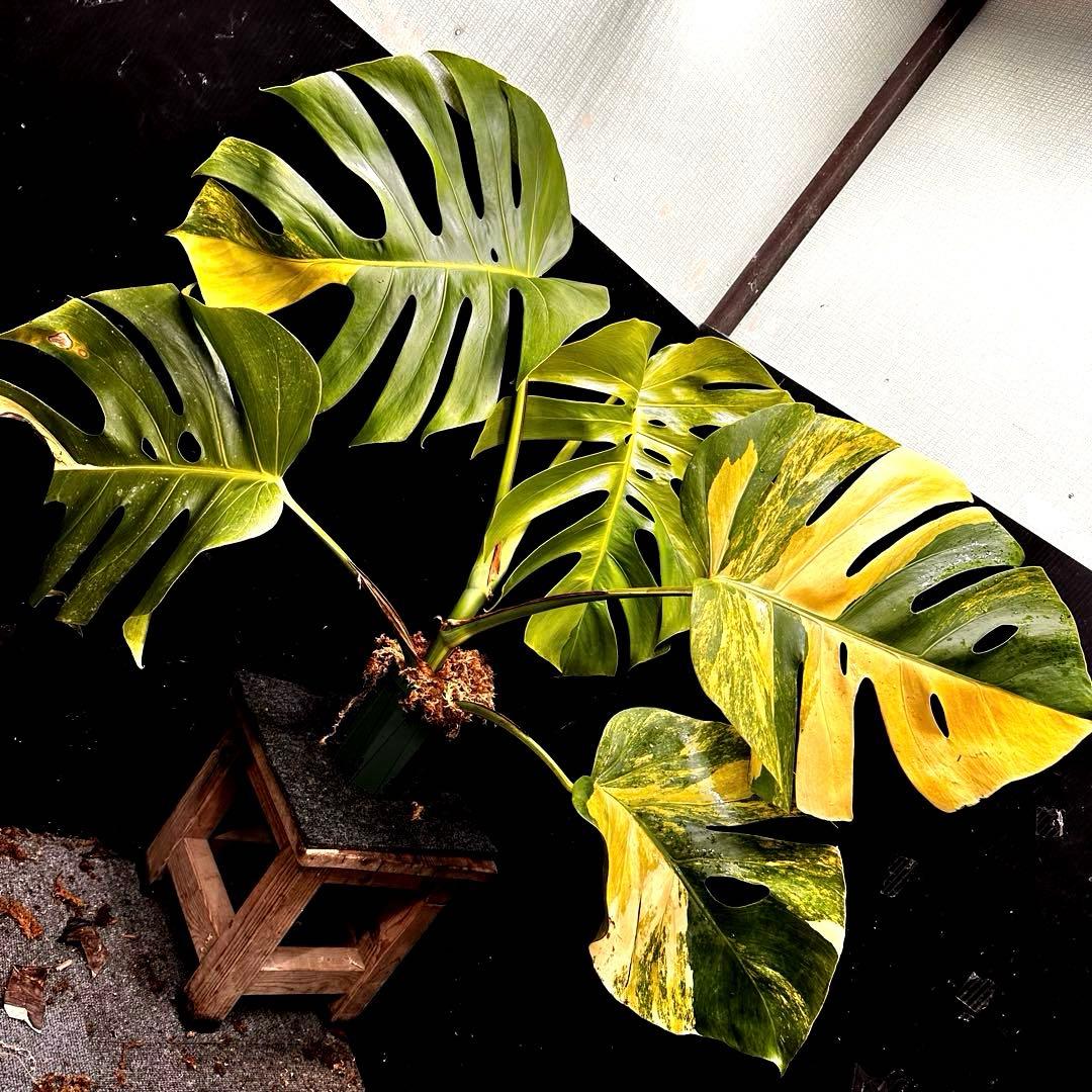 1*o様 斑入りモンステラボルシギアナオーレア黄斑4号鉢植え79cm発根済み安心