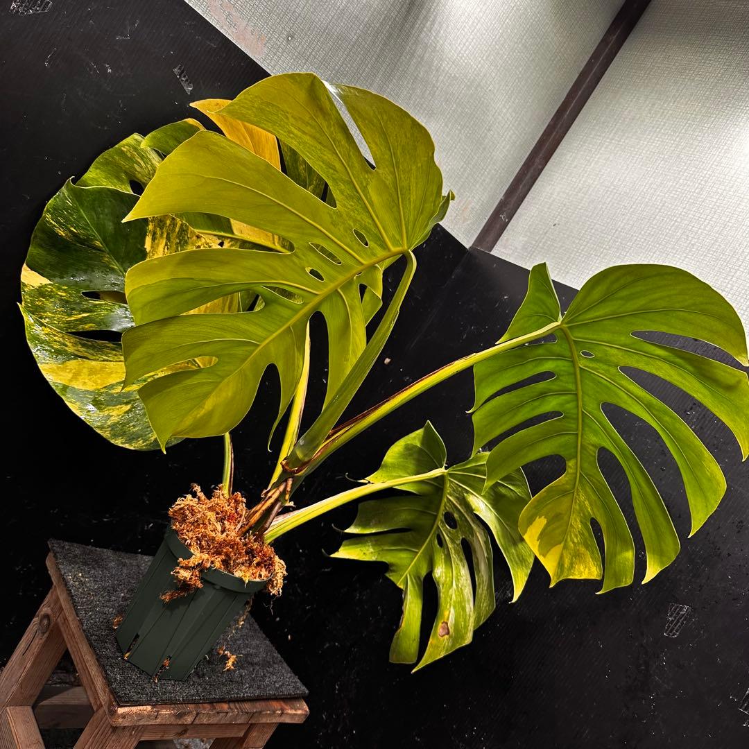 1*o様 斑入りモンステラボルシギアナオーレア黄斑4号鉢植え79cm発根済み安心