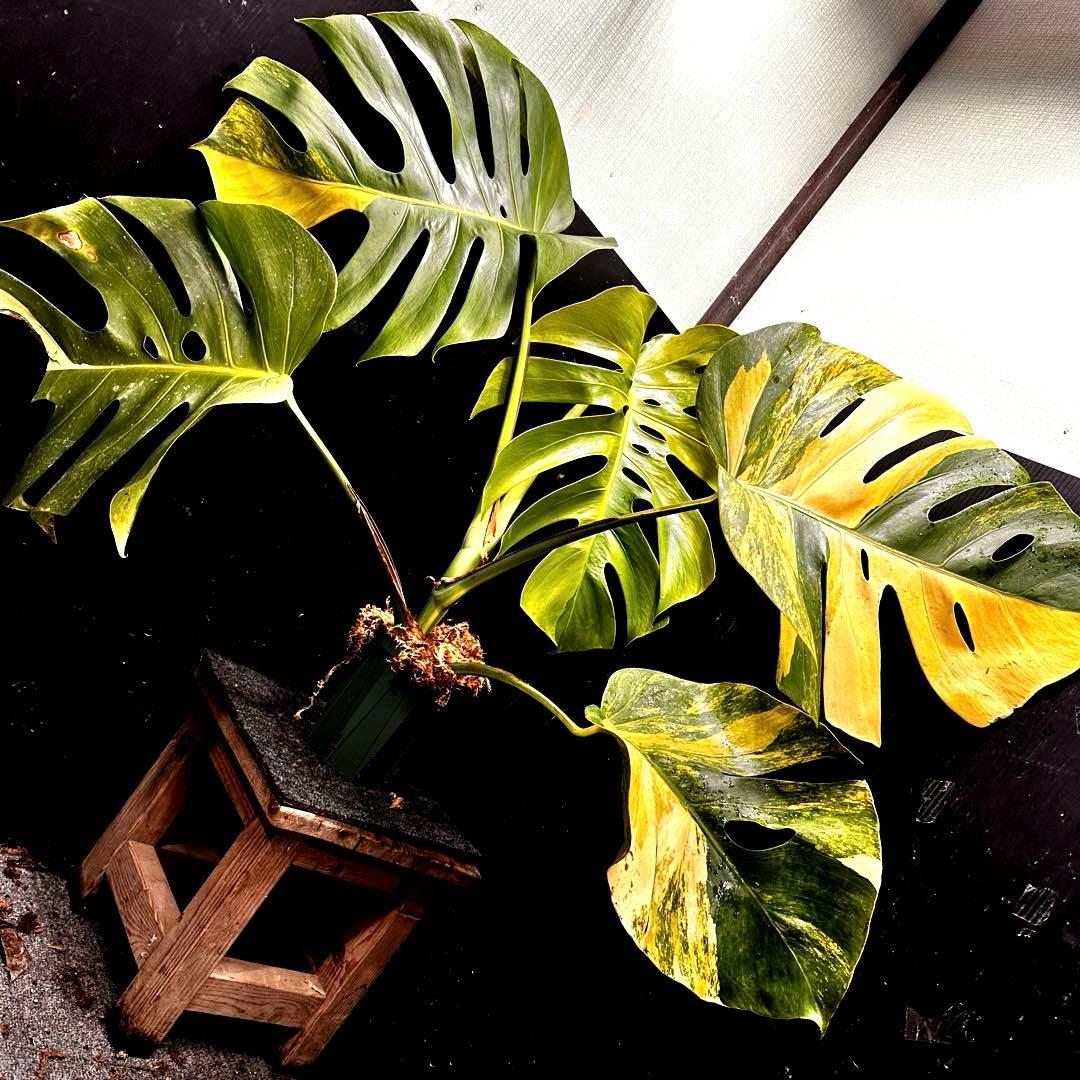 1*o様 斑入りモンステラボルシギアナオーレア黄斑4号鉢植え79cm発根済み安心