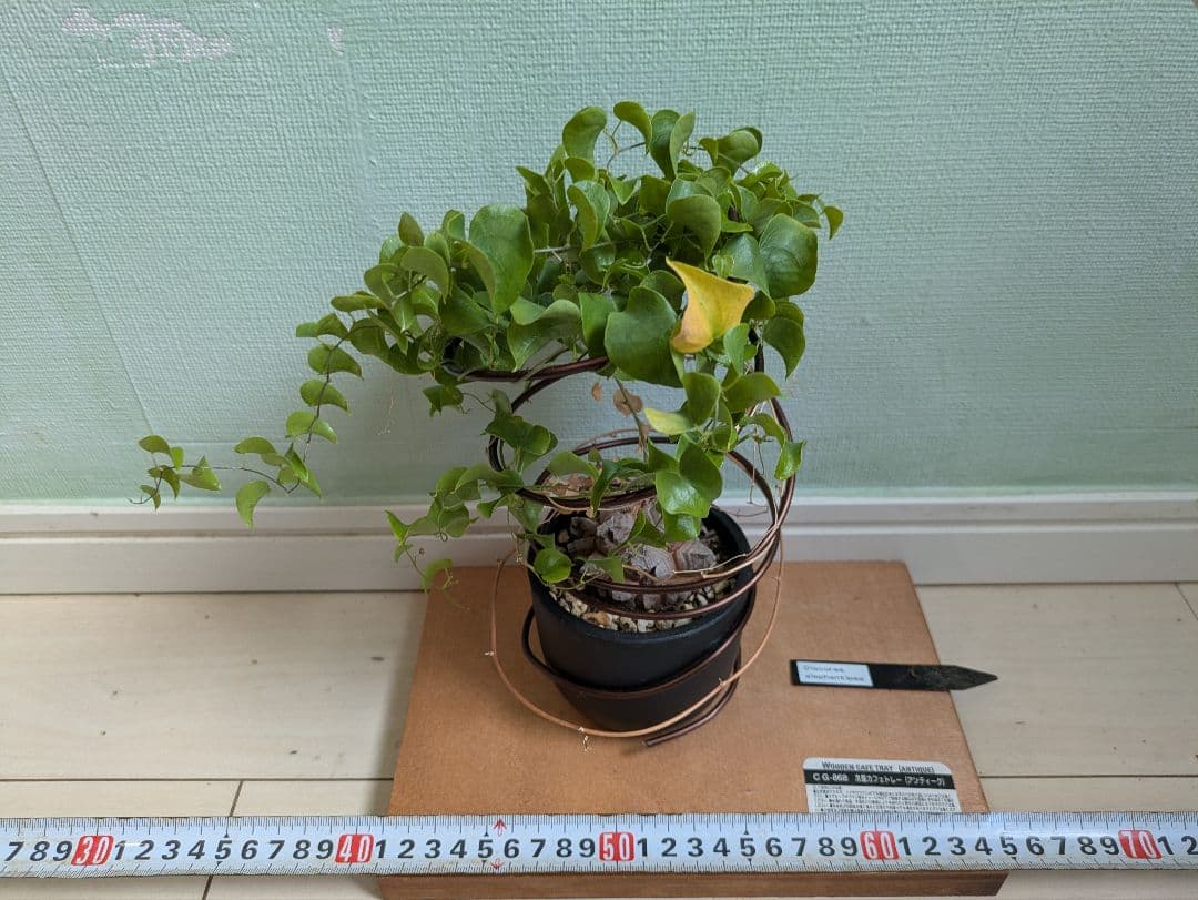 亀甲竜　デイスコレアエレファンティペス