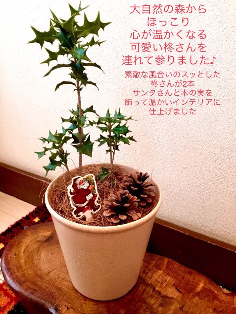 縁起木＊魔除け/天然野生の可愛い柊さん【柊＊ひいらぎ＊鉢植え】可愛いディスプレイ