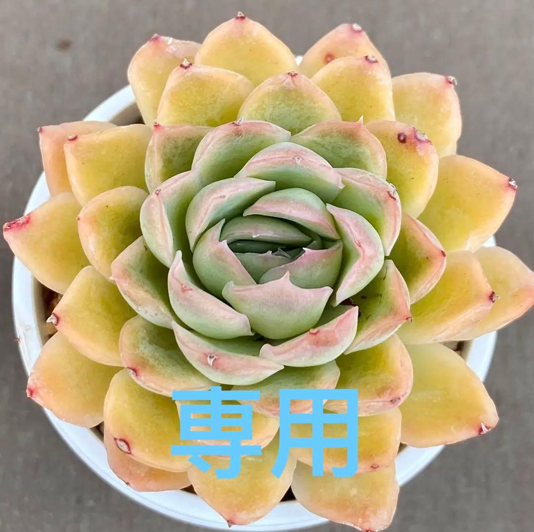 多肉植物　ハオルヤ