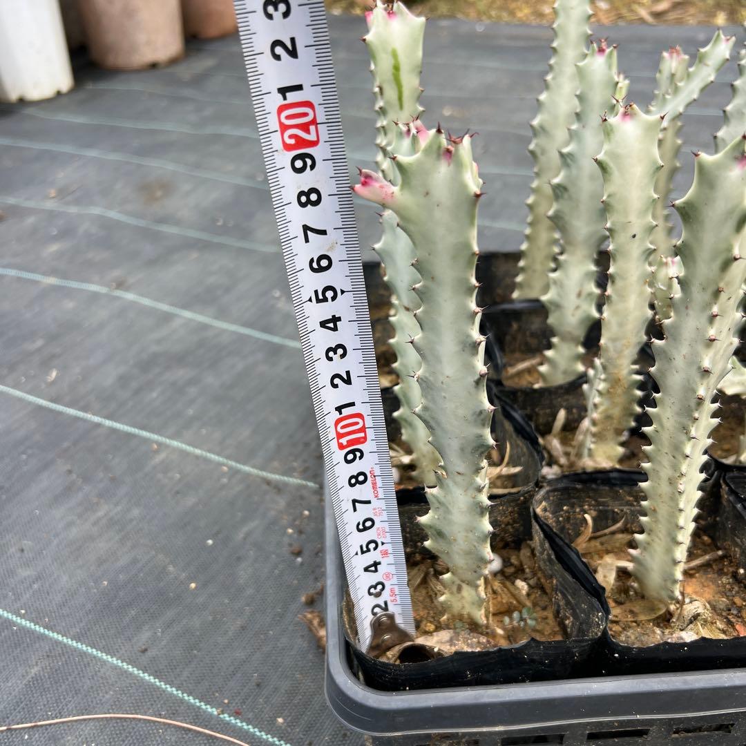 ホワイトゴースト 発根済み 24本まとめ売り