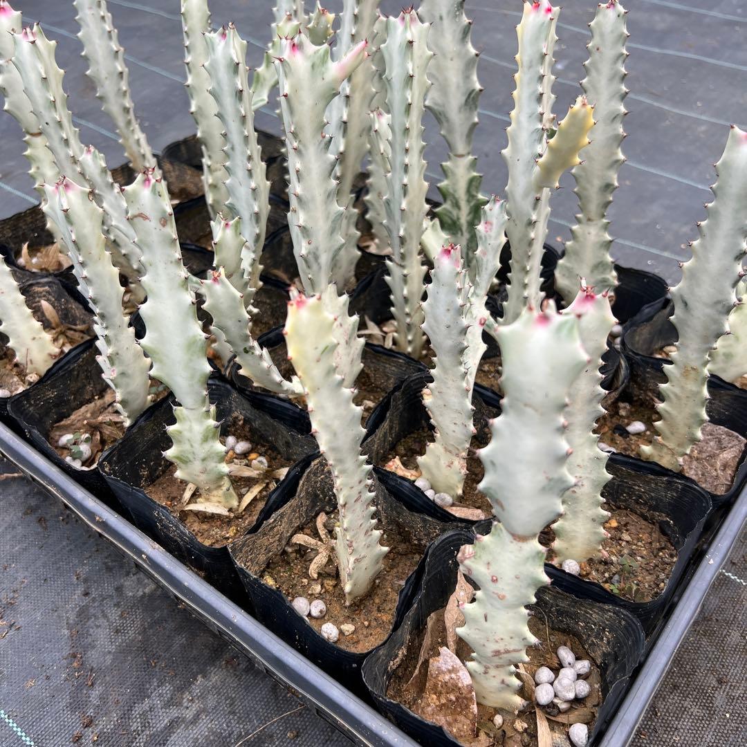 ホワイトゴースト 発根済み 24本まとめ売り