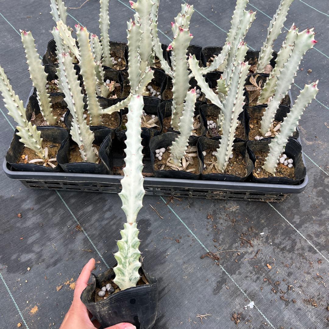 ホワイトゴースト 発根済み 24本まとめ売り