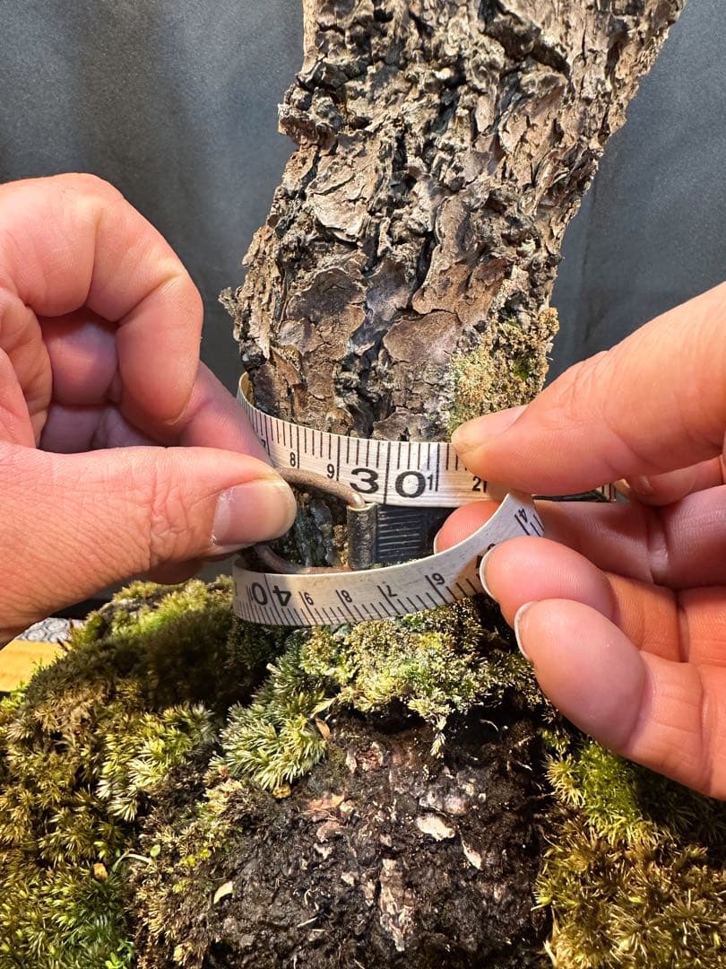 野梅 盆栽（希少形）古木