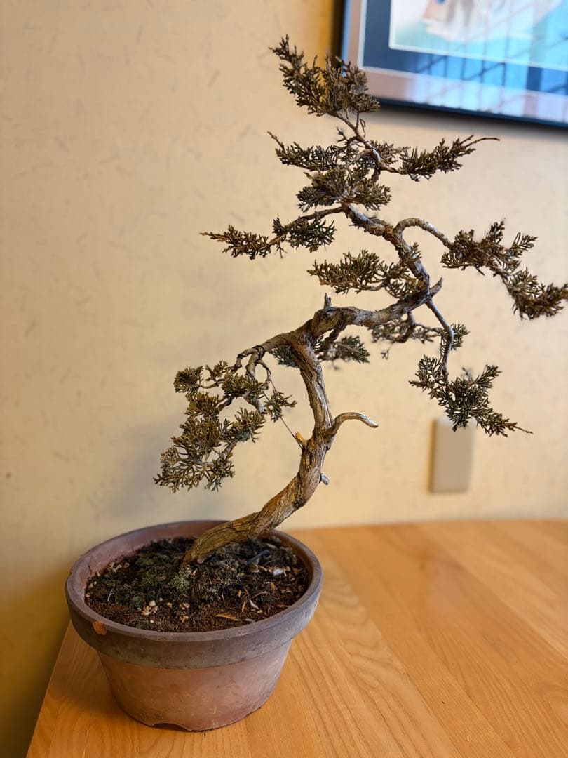 真柏盆栽❗️しなやかな動き！文人木！