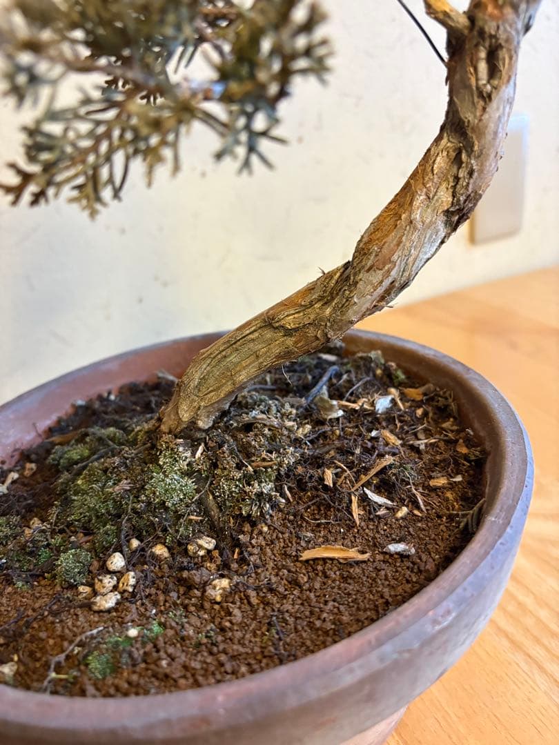 真柏盆栽❗️しなやかな動き！文人木！