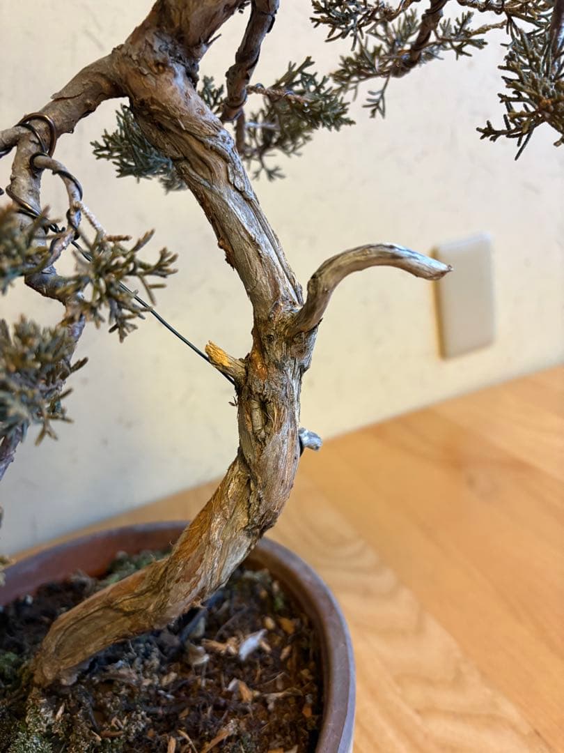真柏盆栽❗️しなやかな動き！文人木！