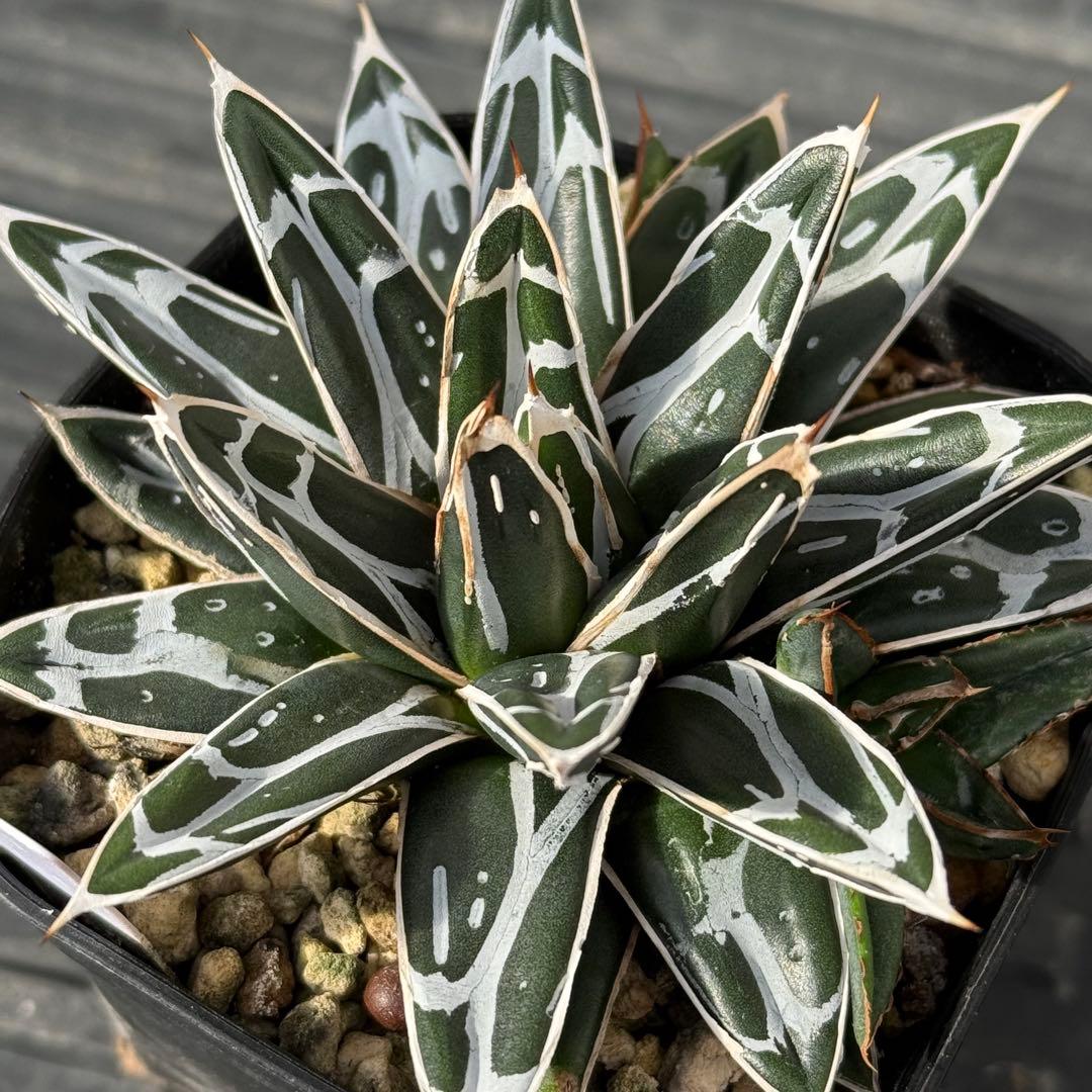 テッセラさん、専用