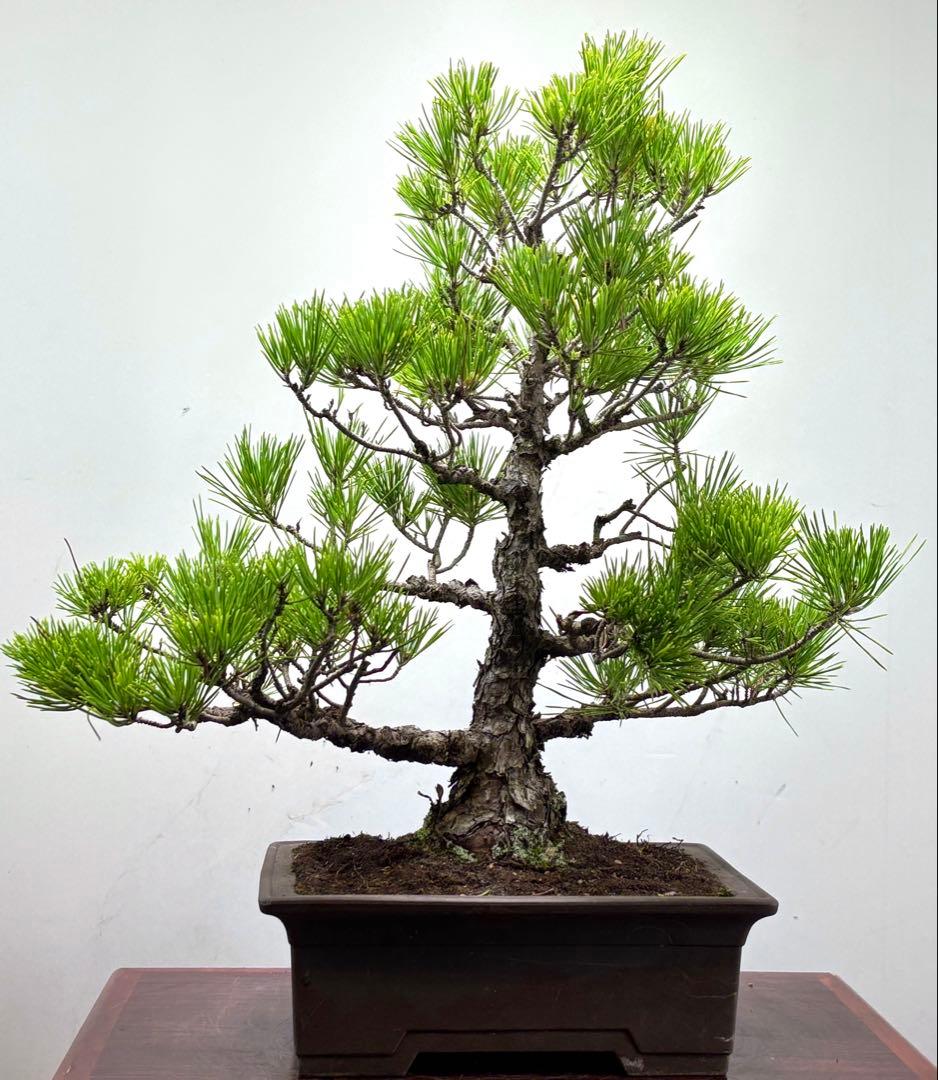 黒松盆栽❸☆☆☆