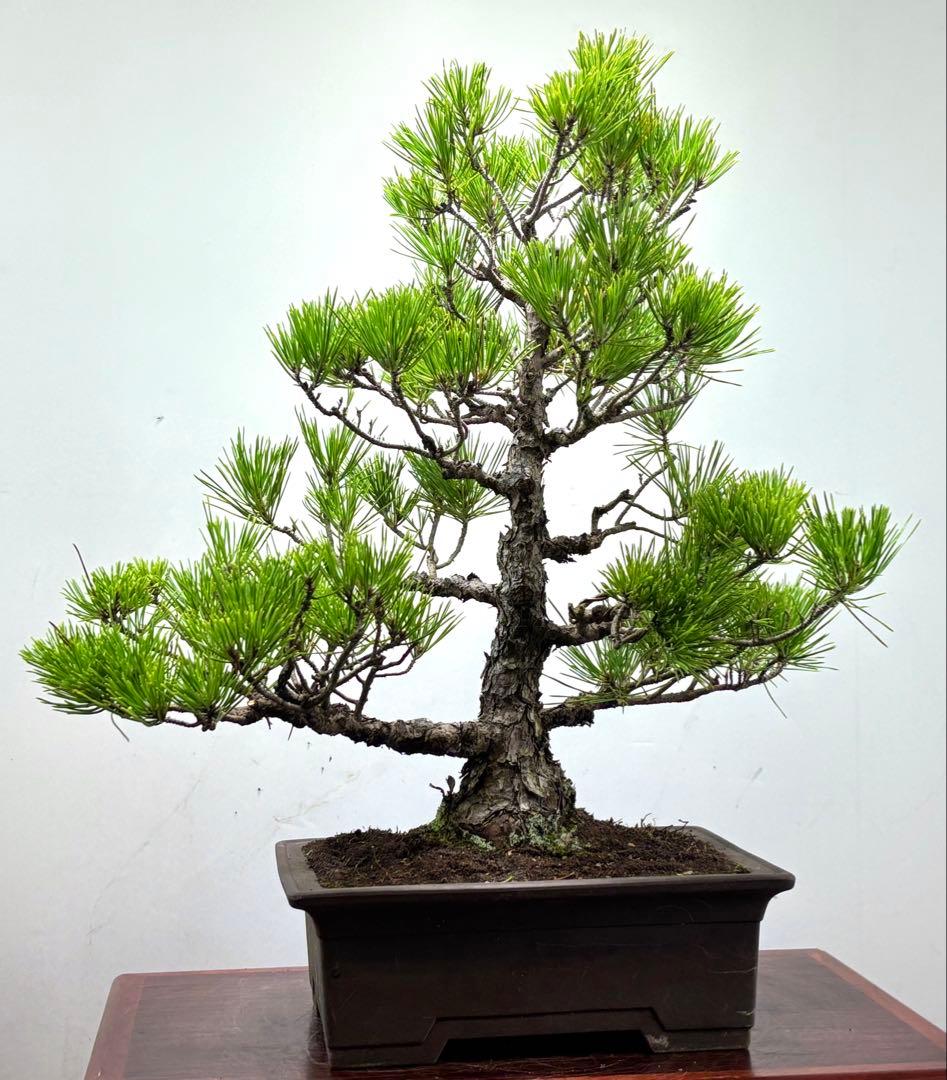 黒松盆栽❸☆☆☆